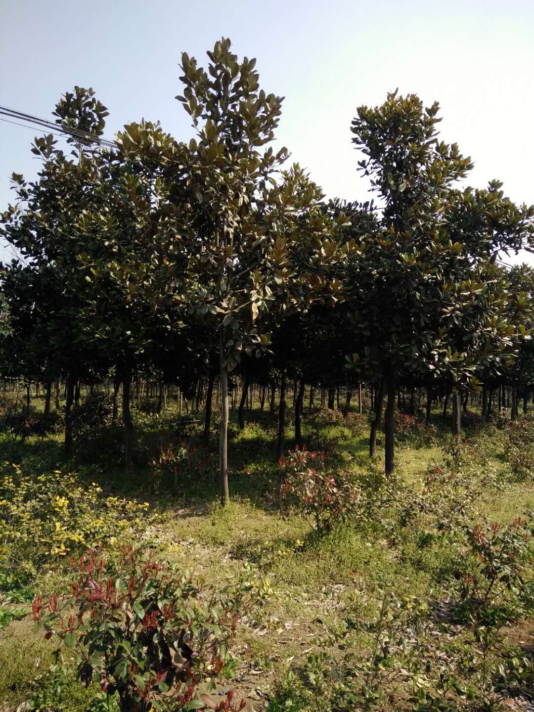 江苏安云绿化苗木基地